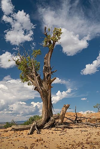 Stunted juniper tree on the bluffs of El Malpais National Monument, New Mexico Places Print